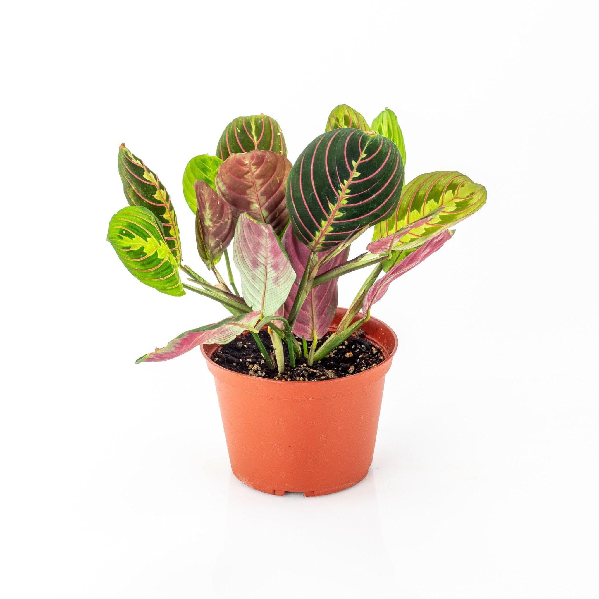 Red Prayer Plant - Maranta Leuconeura Live Houseplant for Home & Office Decor - Perfect for Indoor Gardening, Low Light Spaces, and Air Purification