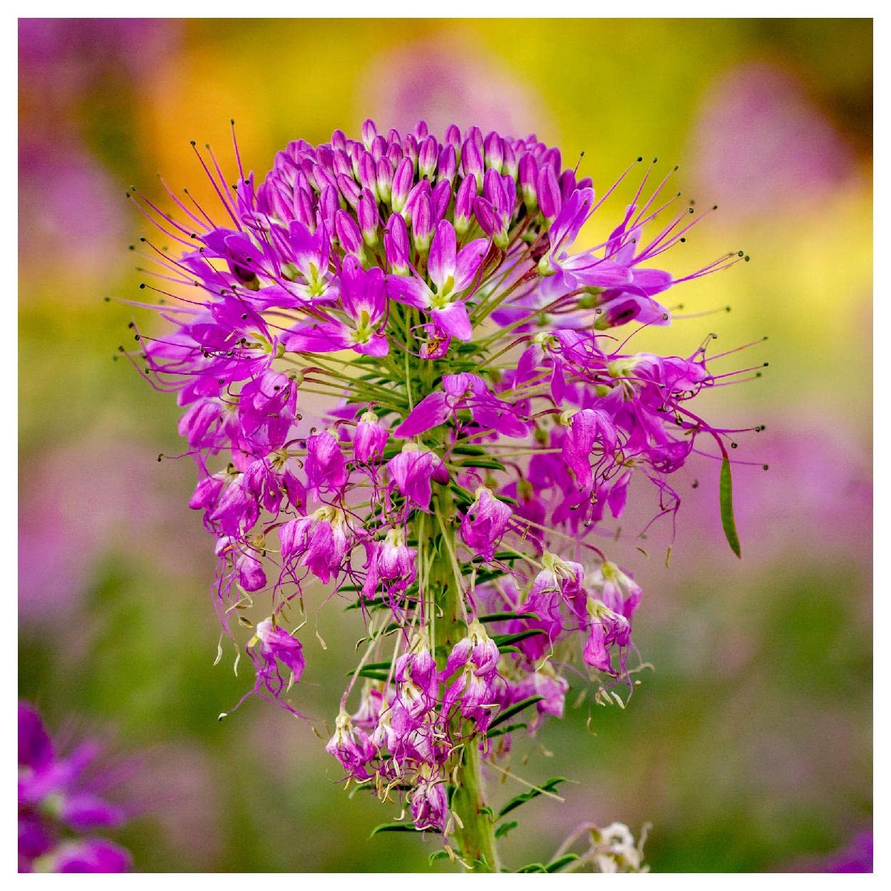 Everwilde Farms - 1 Oz Rocky Mountain Bee Plant Native Wildflower Seeds - Gold Vault Packaging | Attract Pollinators & Beautify Gardens | Perfect for Wildflower Meadows, Pollinator Gardens & Landscaping