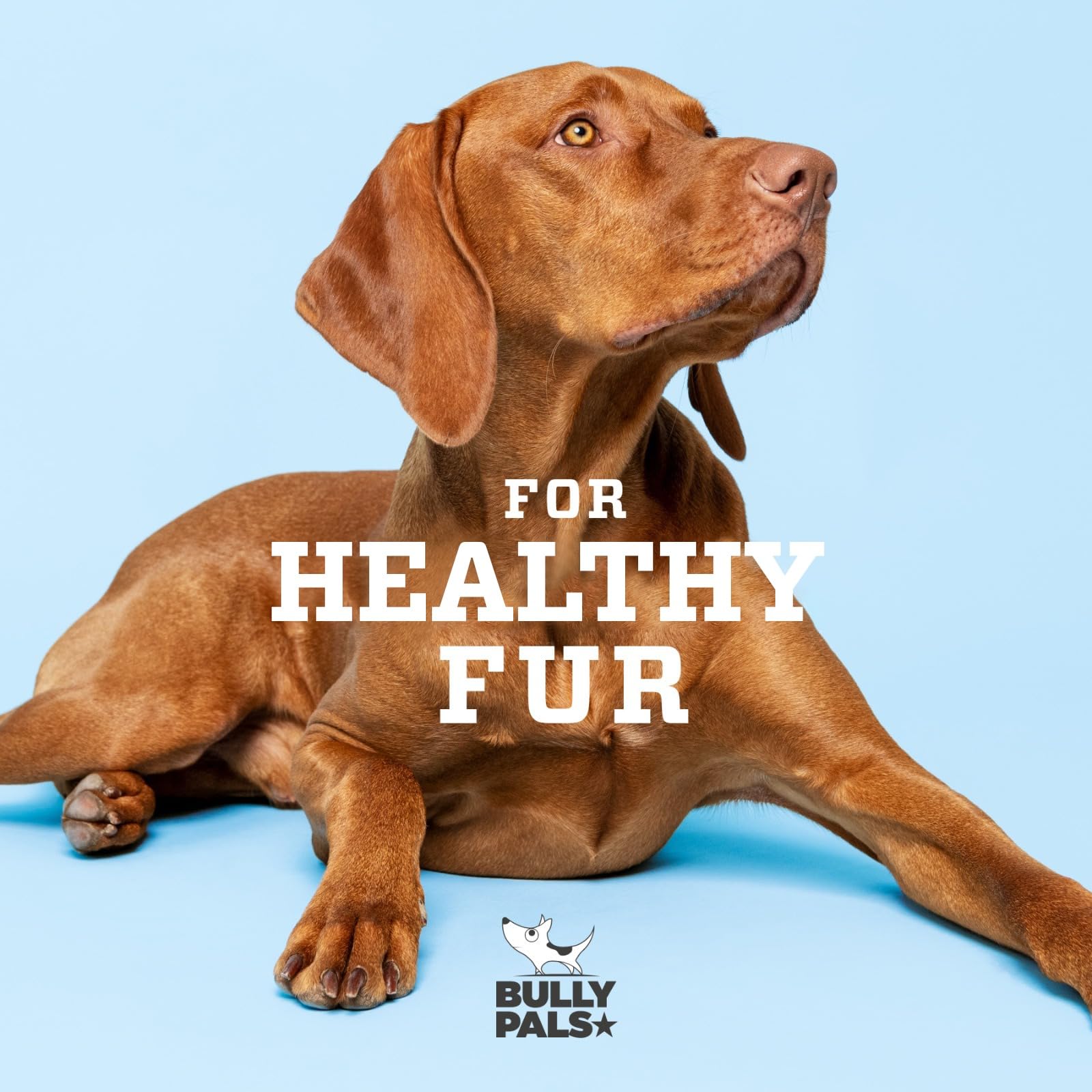 Premium 6-Inch Jumbo Bully Sticks for Dogs - 6 Pack | All-Natural, Single-Ingredient, Long-Lasting Dehydrated Dog Treats & Dental Chews - Perfect for Aggressive Chewers, Training Rewards, and Oral Health Care