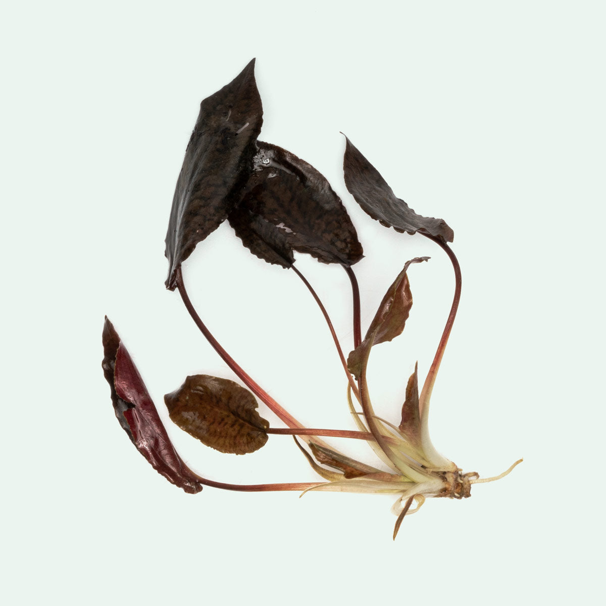 Cryptocoryne Striolata Live Aquarium Plant - Freshwater Aquatic Plant for Fish Tanks, Aquascaping & Low Light Aquariums