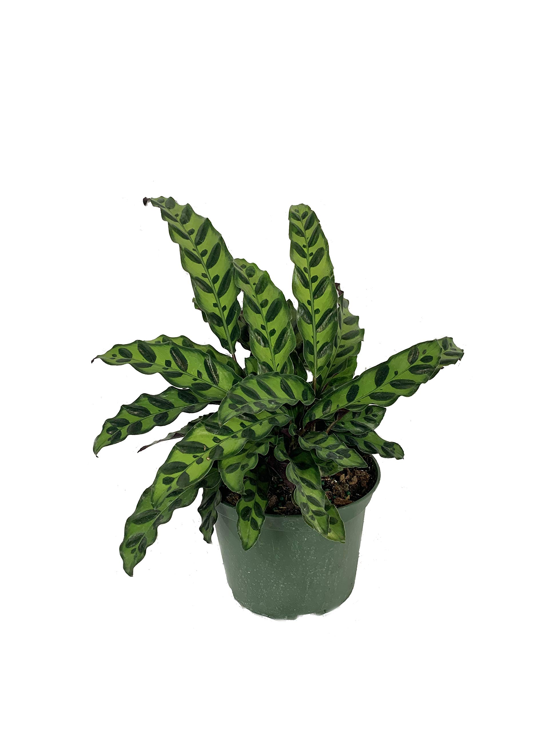 Rattlesnake Calathea - 3 Live Plants in 6 Inch Pots - Calathea Lancifolia - Easy to Grow Air Purifying Indoor Houseplant for Home, Office, and Living Room Decor