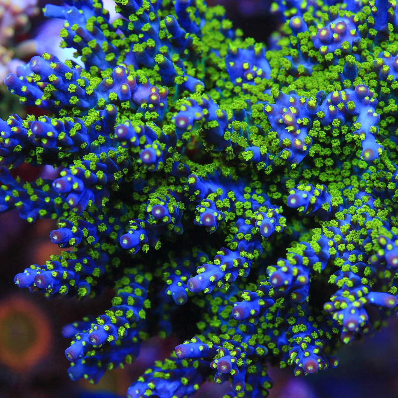 Premium Garf Bonsai Acropora Coral for Saltwater Aquariums - Live Coral Frag for Reef Tanks, Nano Tanks & Marine Aquascaping
