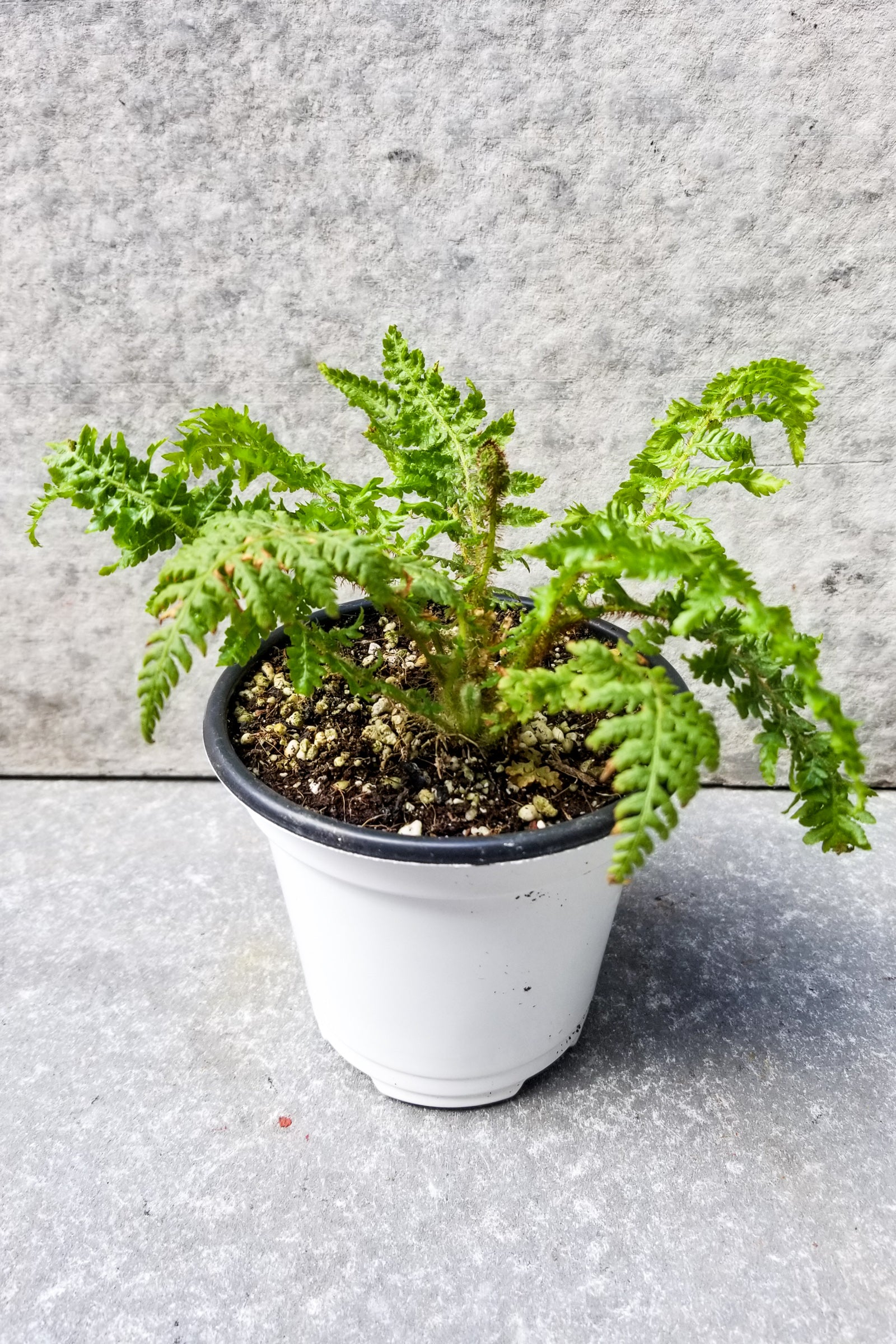 Cyathea Cooperi Australian Tree Fern - 4 Inch Live Plant for Indoor & Outdoor Gardens | Perfect for Landscaping, Patios, and Tropical Gardens