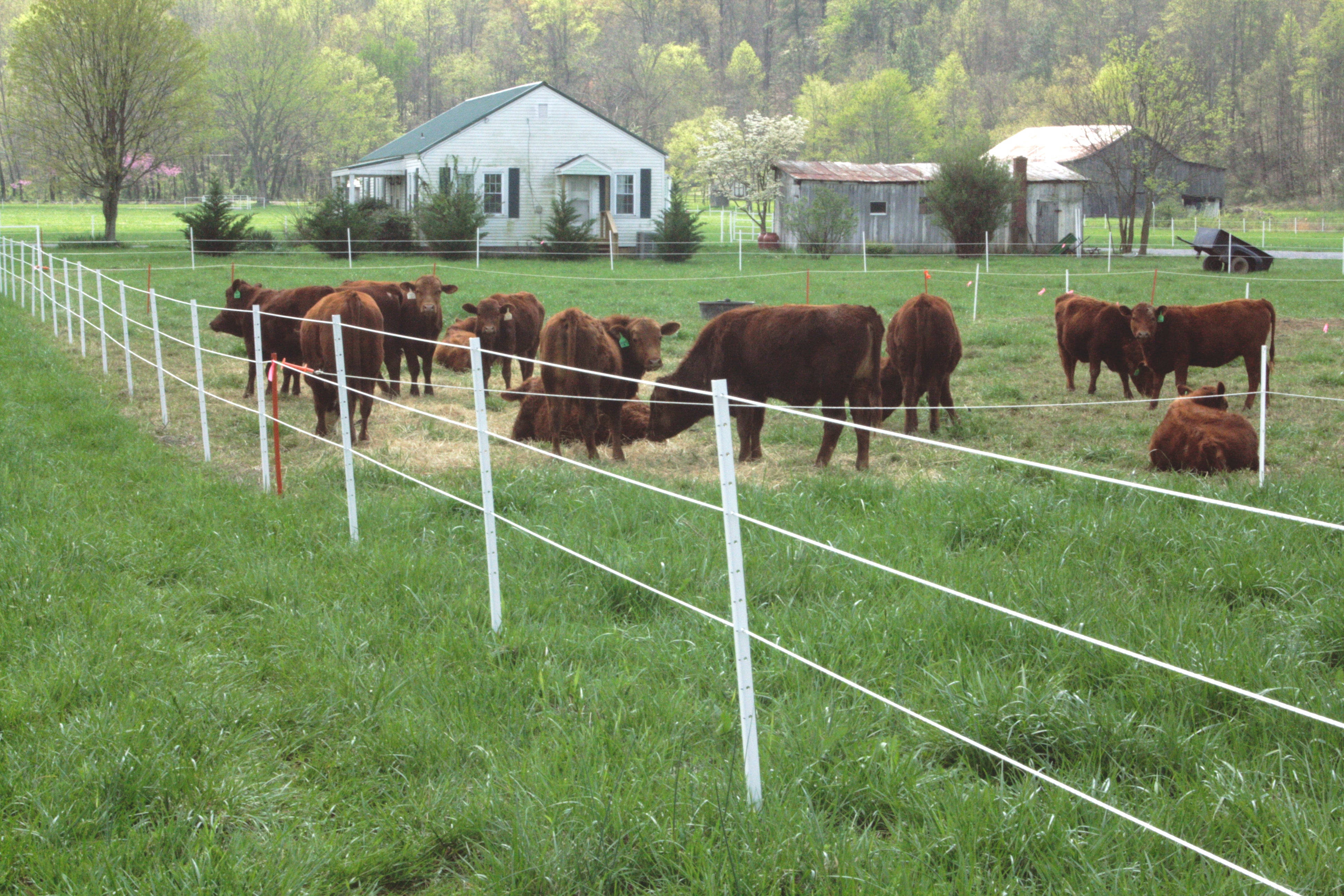 8' Poly T Posts (1.75