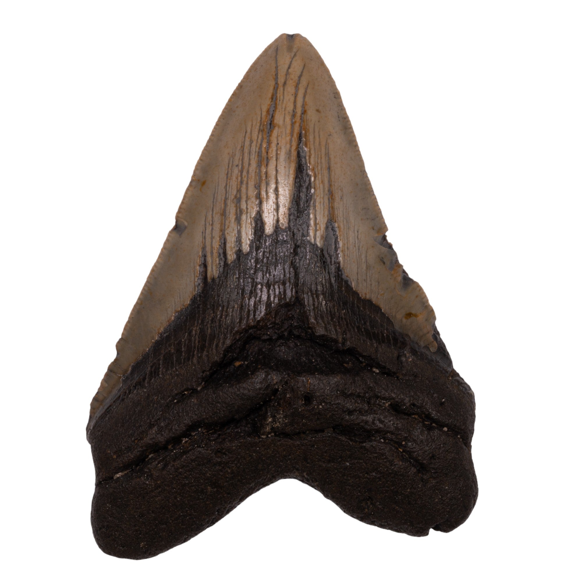 Authentic Megalodon Tooth Fossil - Genuine Prehistoric Shark Tooth Collector's Item for Display, Jewelry Making & Paleontology Enthusiasts