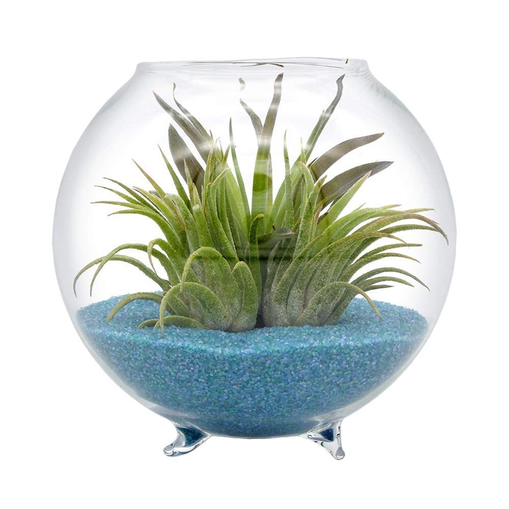 Air Plant Terrarium Kit with 3 Live Tillandsia Plants - 4