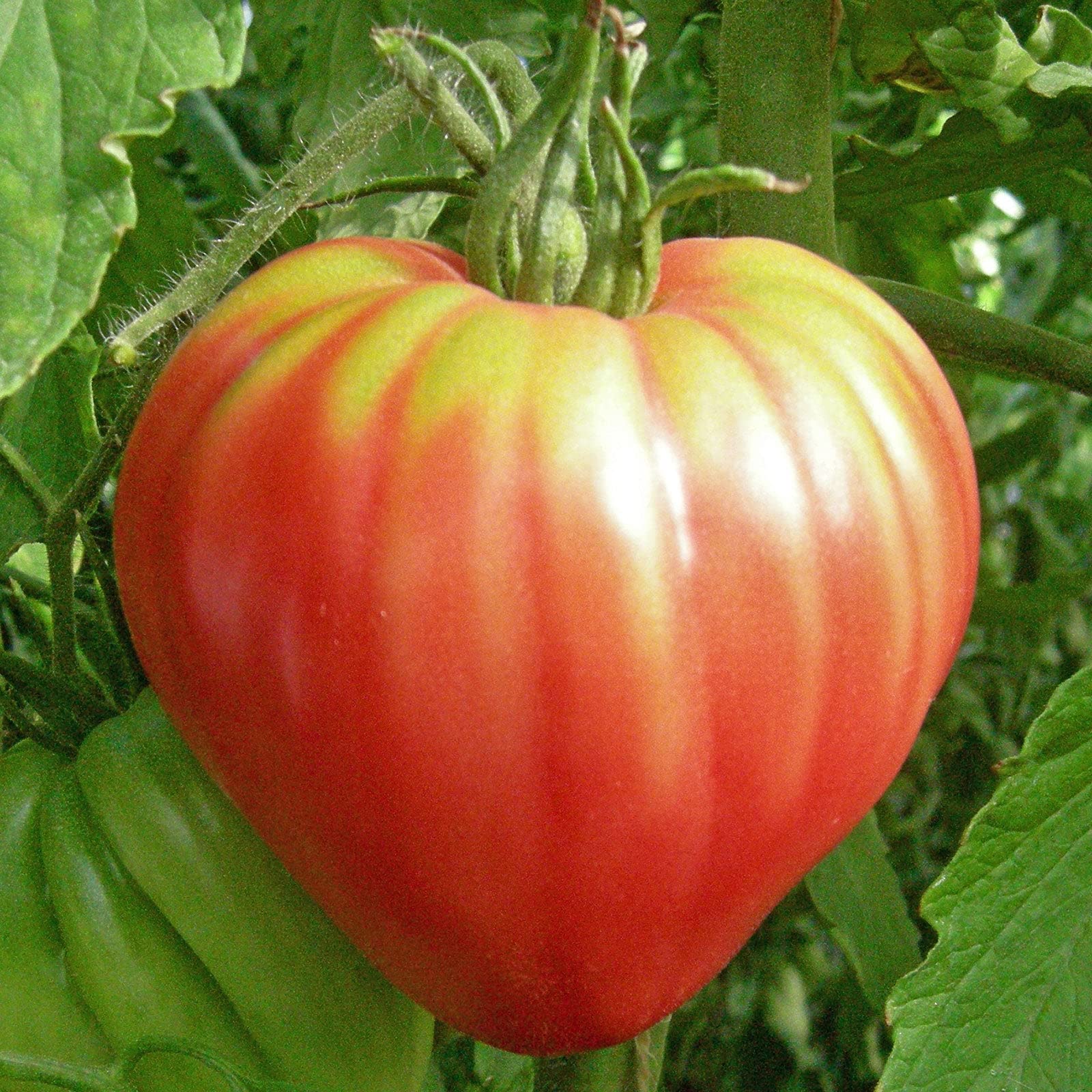 Oxheart Pink Tomato Seeds - 1/4 Pound Heirloom Vegetable Seeds for Home Garden - Easy to Grow, Fast Growing, High Yield - Perfect for Salads, Sauces & Fresh Eating