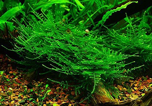 Taiwan Moss (Taxiphyllum Alternans) - Live Aquarium Plant for Freshwater Tanks, Shrimp Tanks & Aquascaping