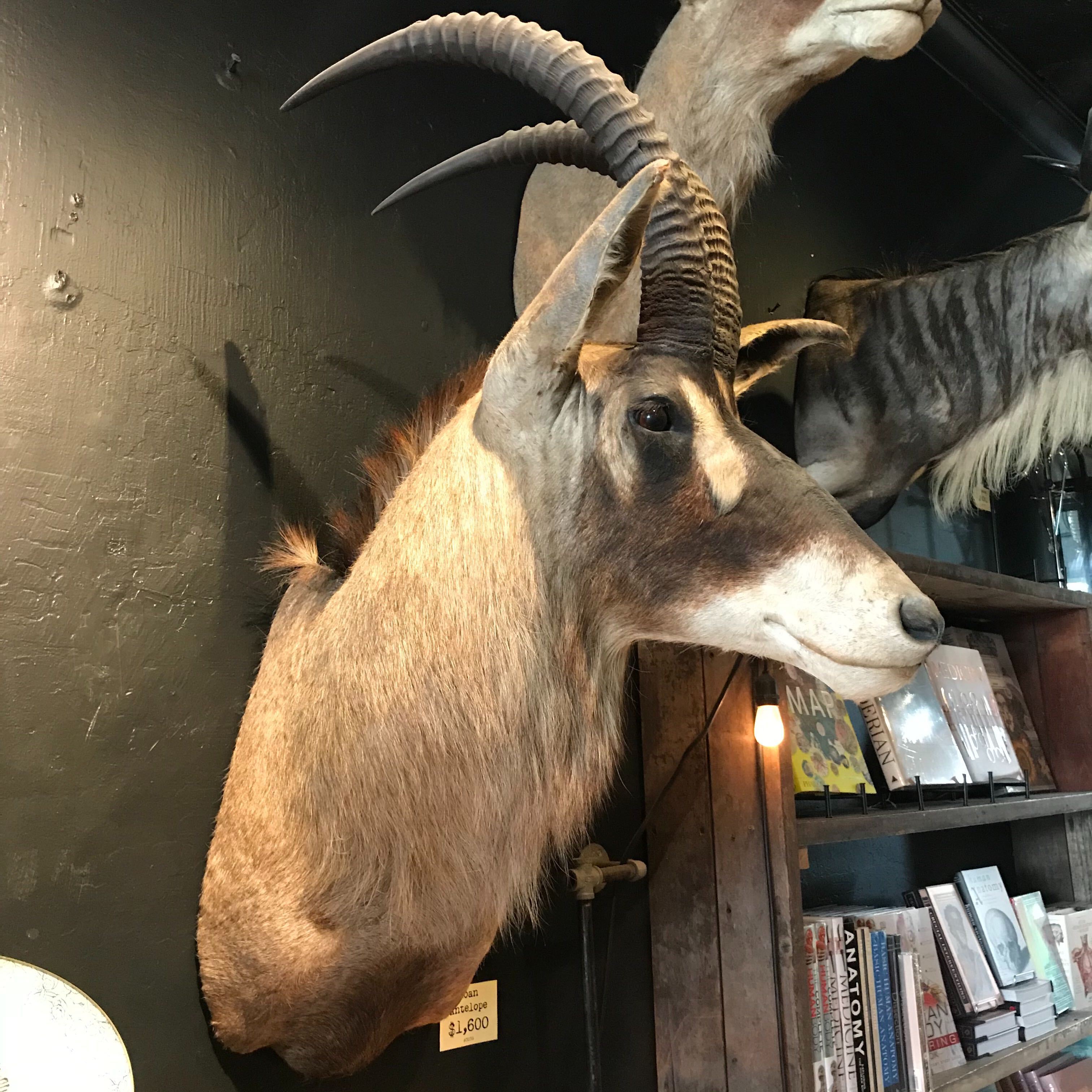 Roan Antelope Taxidermy Mount - Realistic African Wildlife Trophy for Home & Office Decor | Hunting Lodge Display, Man Cave Decor, Safari Theme Interior Design