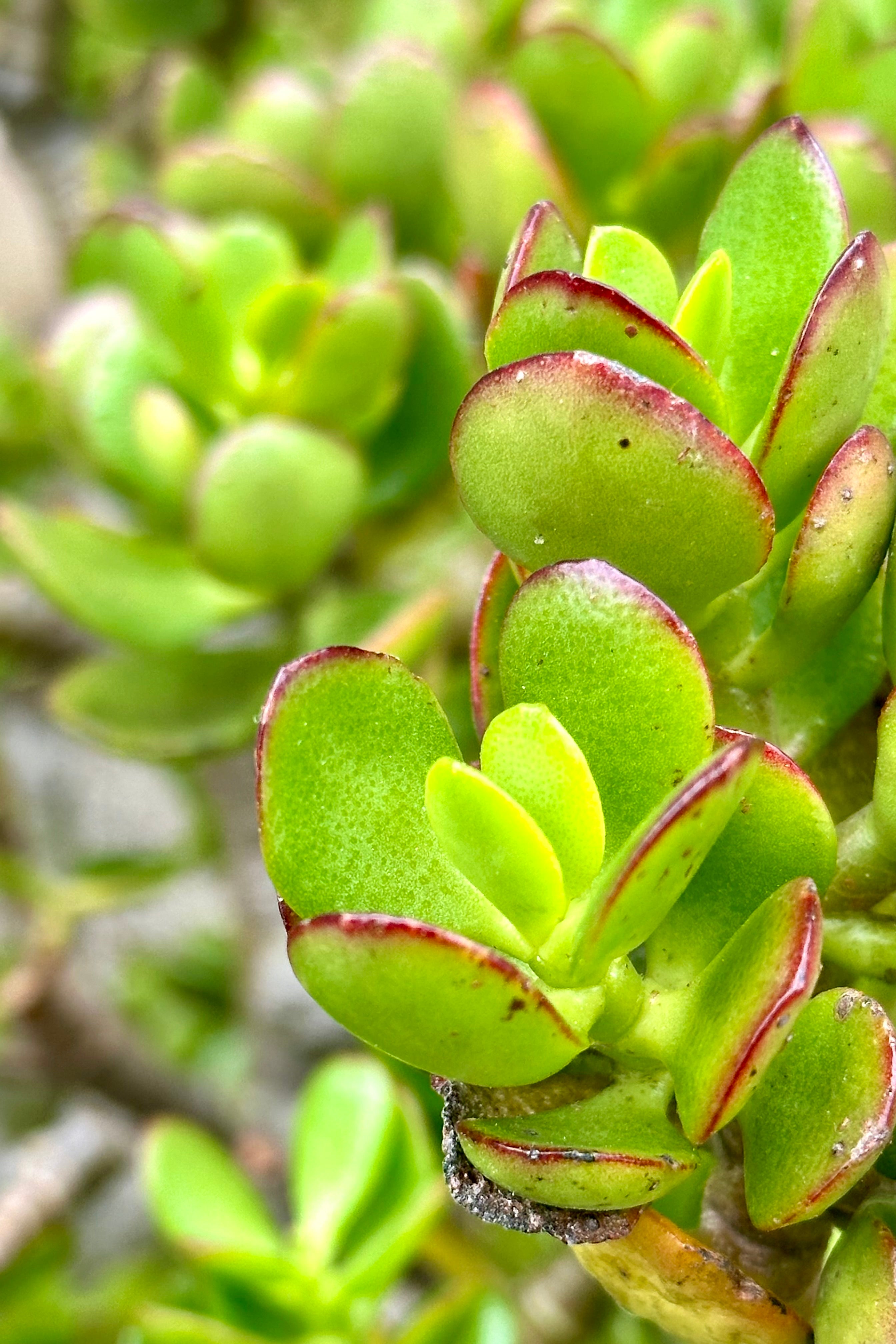 Crassula ovata 'Crosby's Jade' - 15g Succulent Plant for Home Decor, Office Desk, or Garden - Easy Care Indoor Houseplant for Beginners