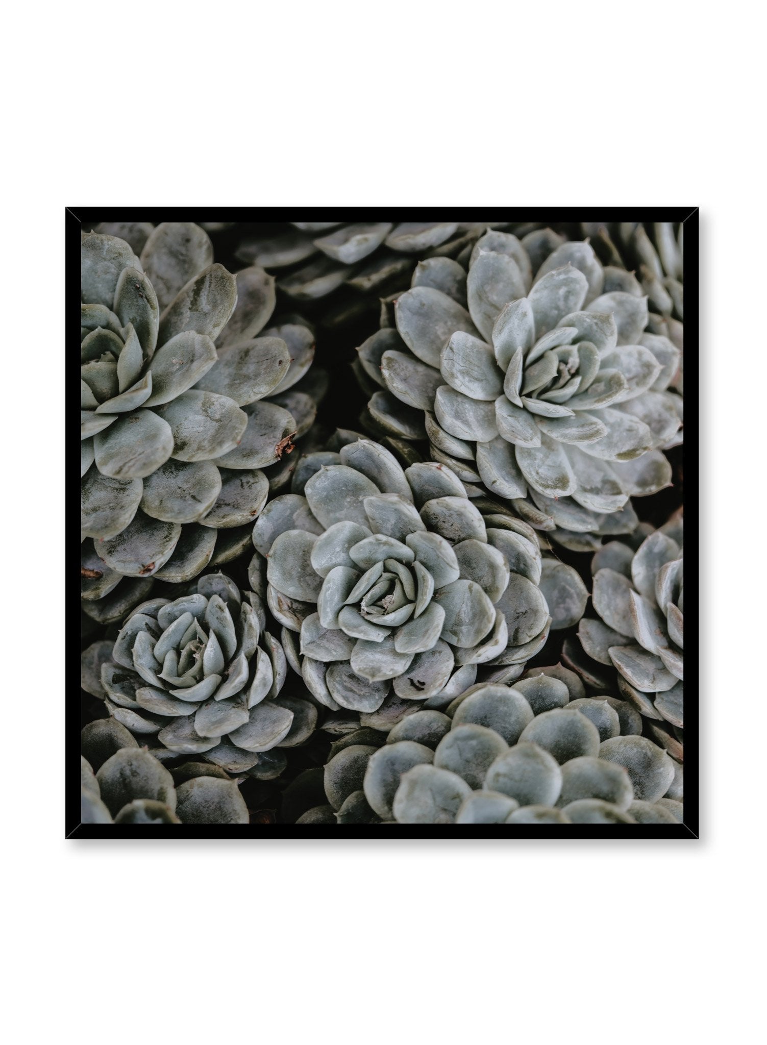 Beautiful Succulent Plants Collection - Perfect for Home Decor, Office Greenery & Gift Ideas | High-Quality Poster Print
