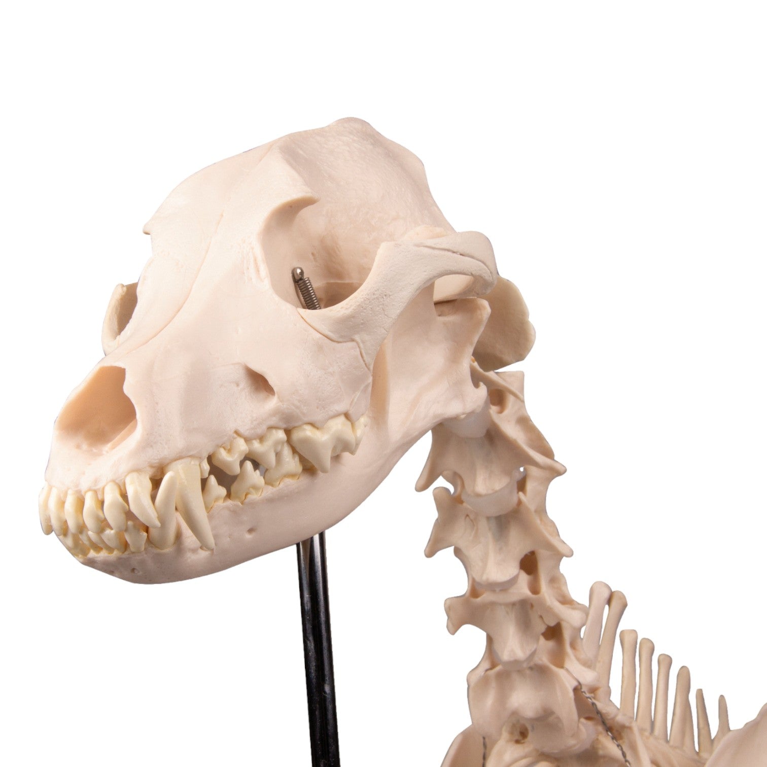 Realistic Replica Dog Skeleton Olaf - Halloween Pet Costume & Home Decor for Spooky Parties, Themed Events, and Veterinary Education