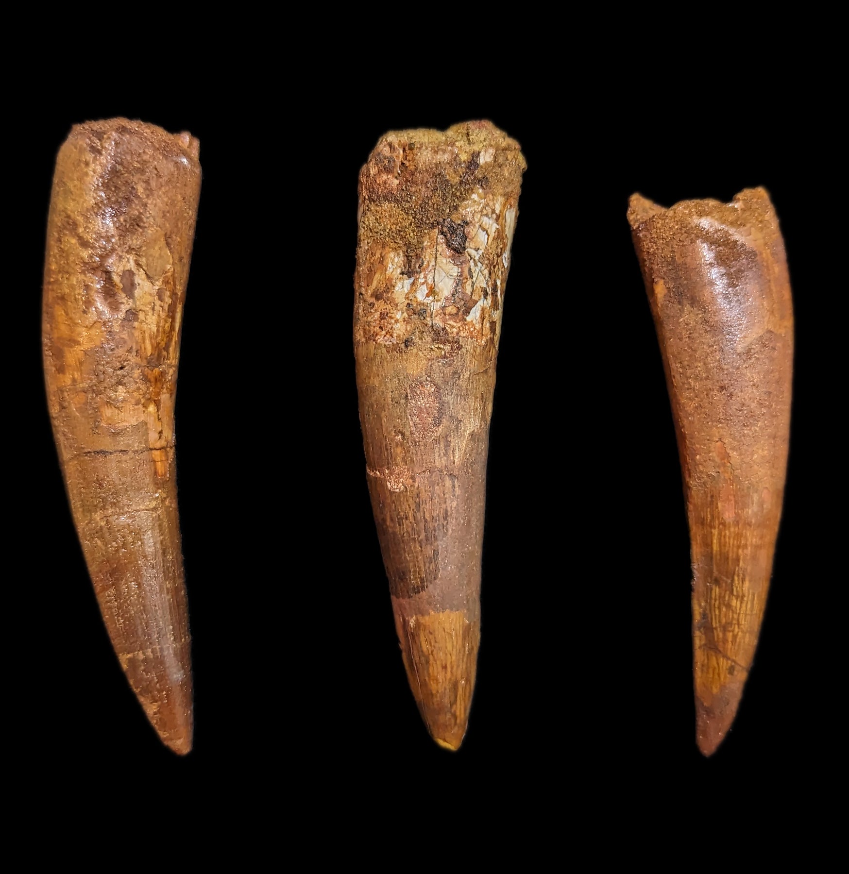Authentic Spinosaurus Dinosaur Tooth Fossil - Real Prehistoric Dinosaur Tooth for Collectors, Paleontology Enthusiasts & Home Decor | Perfect for Science Displays, Educational Projects & Unique Gifts
