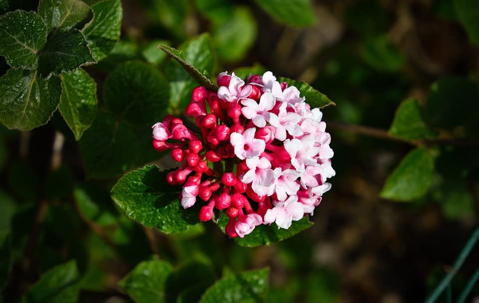Korean Spice Viburnum (Viburnum Carlesii) - Fragrant Flowering Shrub Plants (10-Pack Pint Pots) | Perfect for Garden Borders, Hedges & Fragrant Landscaping | Live Plants by Greenwood Nursery