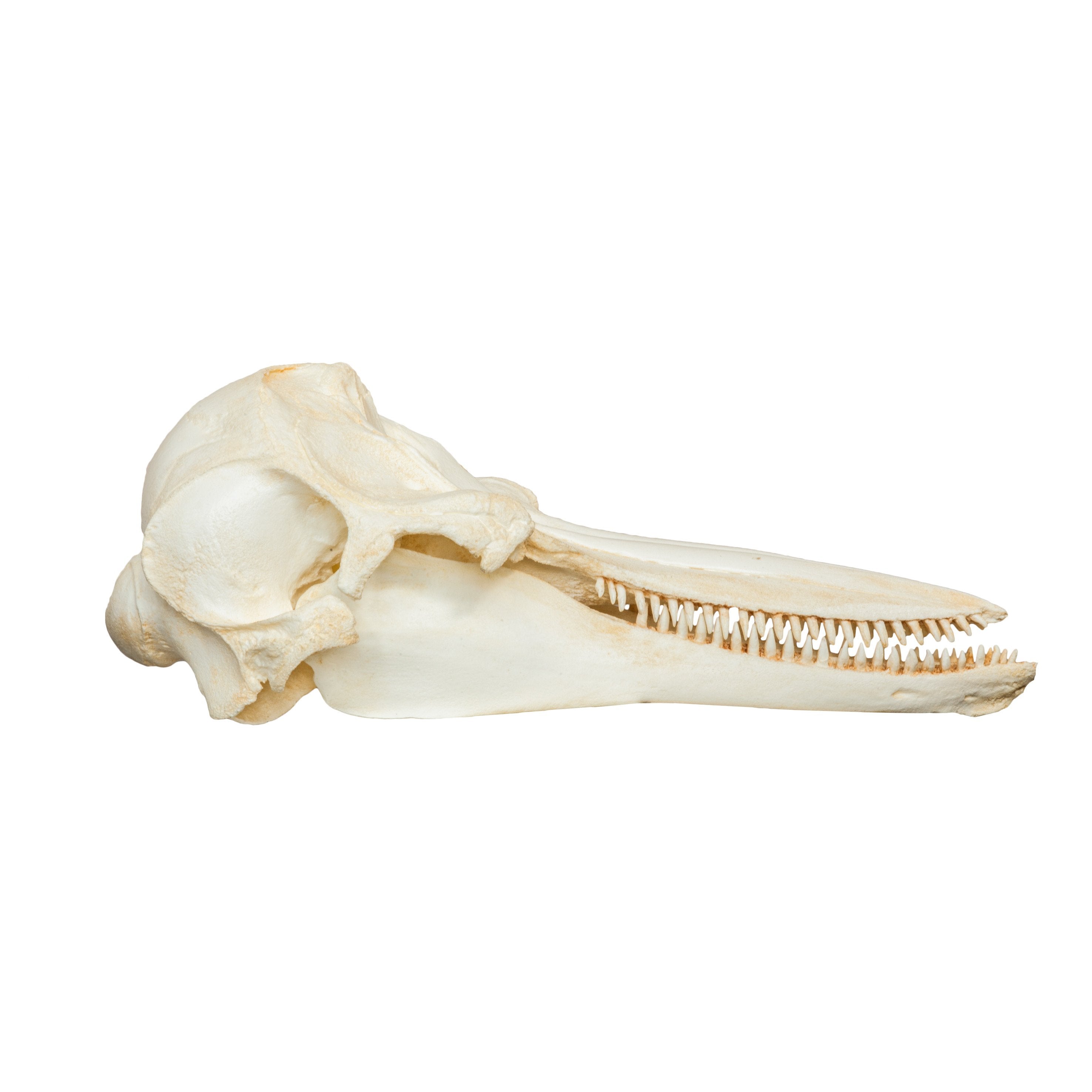 Replica Bottlenose Dolphin Skull - Lifelike Marine Animal Skull Replica for Home Decor, Educational Display, and Halloween Props