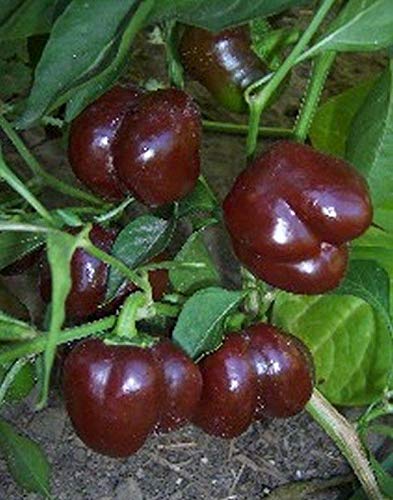 Organic Mini Chocolate Sweet Bell Pepper Seeds - Non-GMO, Heirloom Variety for Home Garden, Salads, Stuffing & Cooking (100 Seeds) | Perfect for Container Gardening, Urban Farming & Healthy Recipes