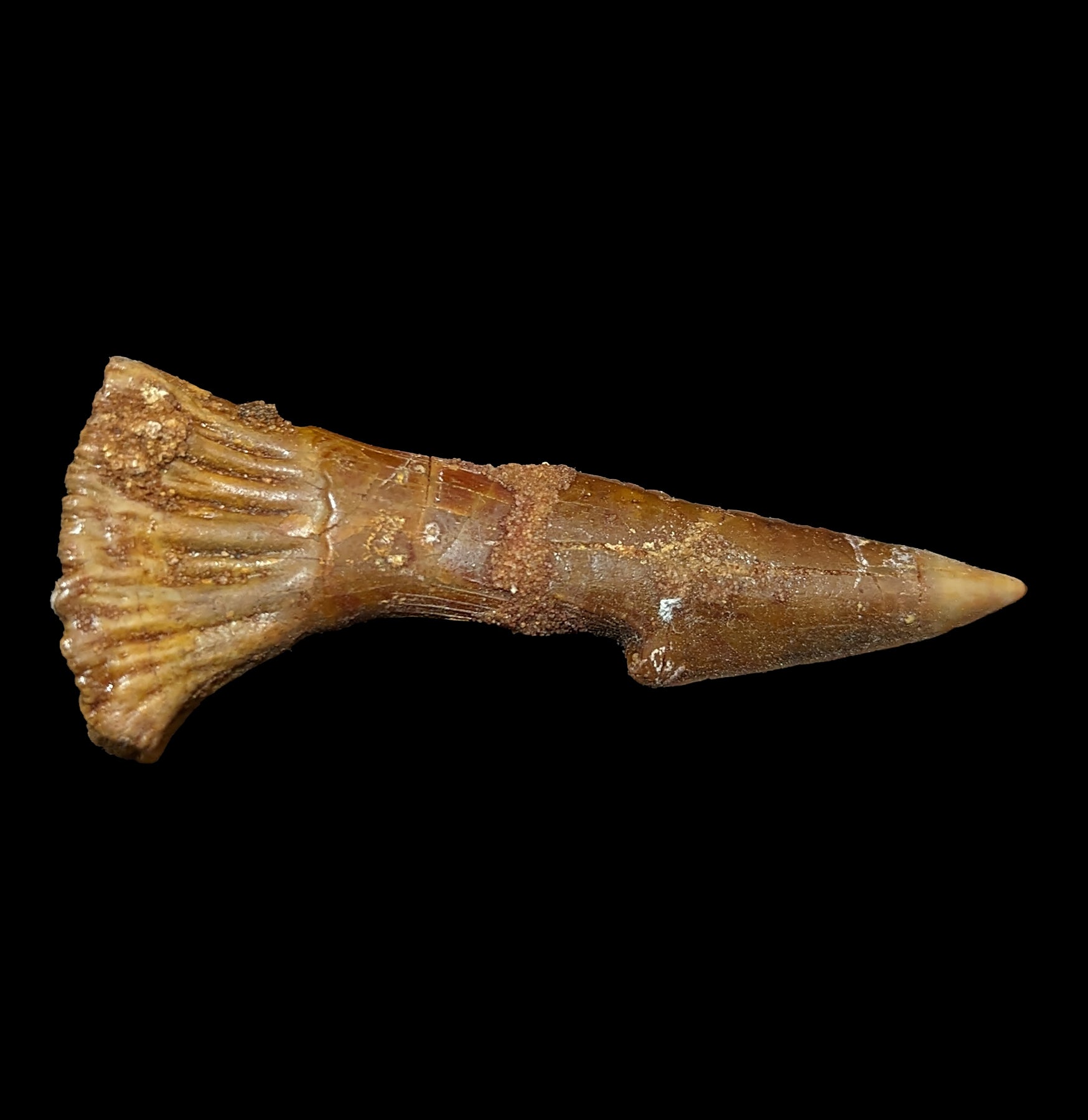 Authentic Fossilized Sawfish Rostrum Barb - Rare Prehistoric Shark Tooth Relic for Collectors & Decor - Perfect for Home Display, Museum Exhibits & Paleontology Enthusiasts