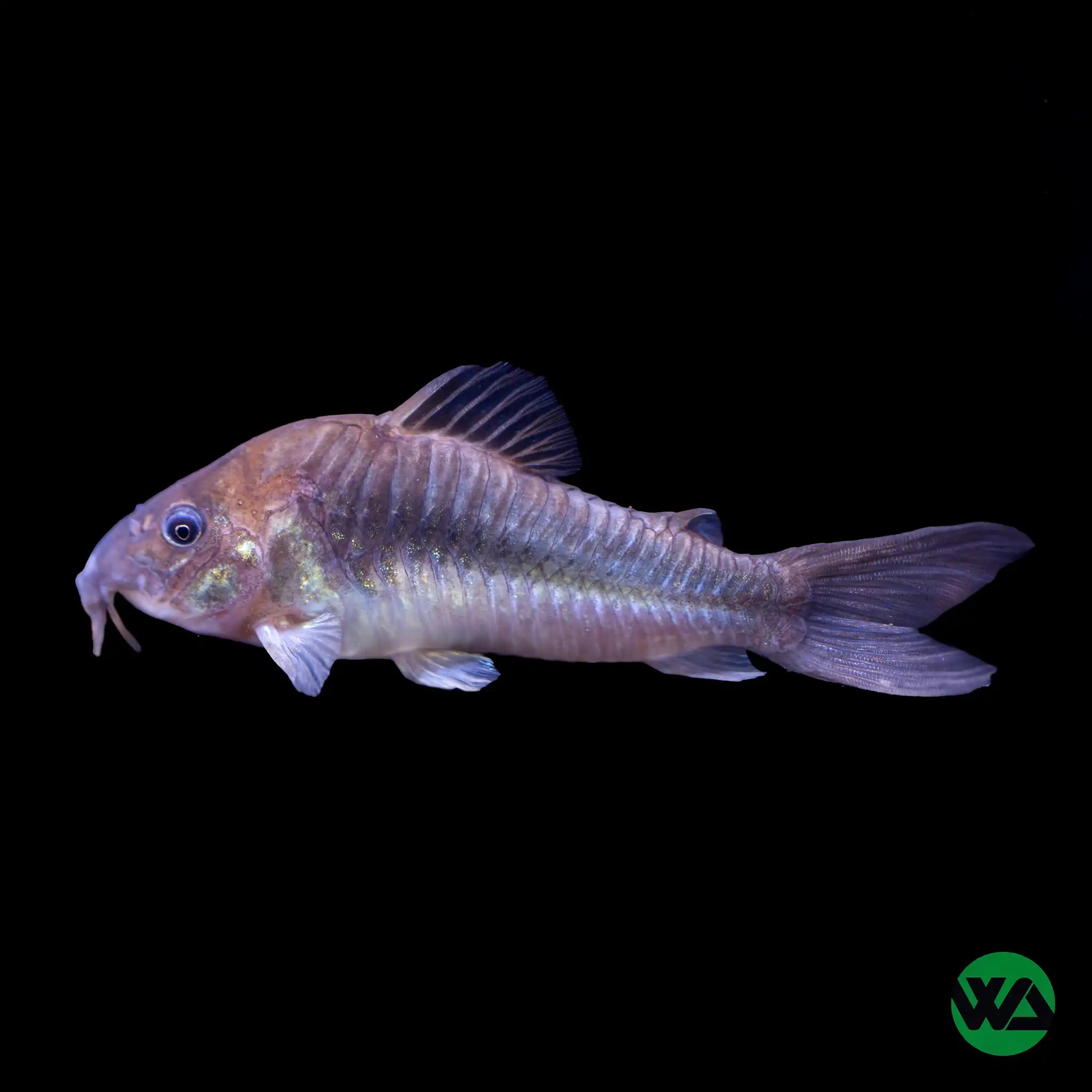 Bronze Cory Catfish (Corydoras aeneus) - Live Freshwater Aquarium Fish for Tropical Tanks & Community Aquariums