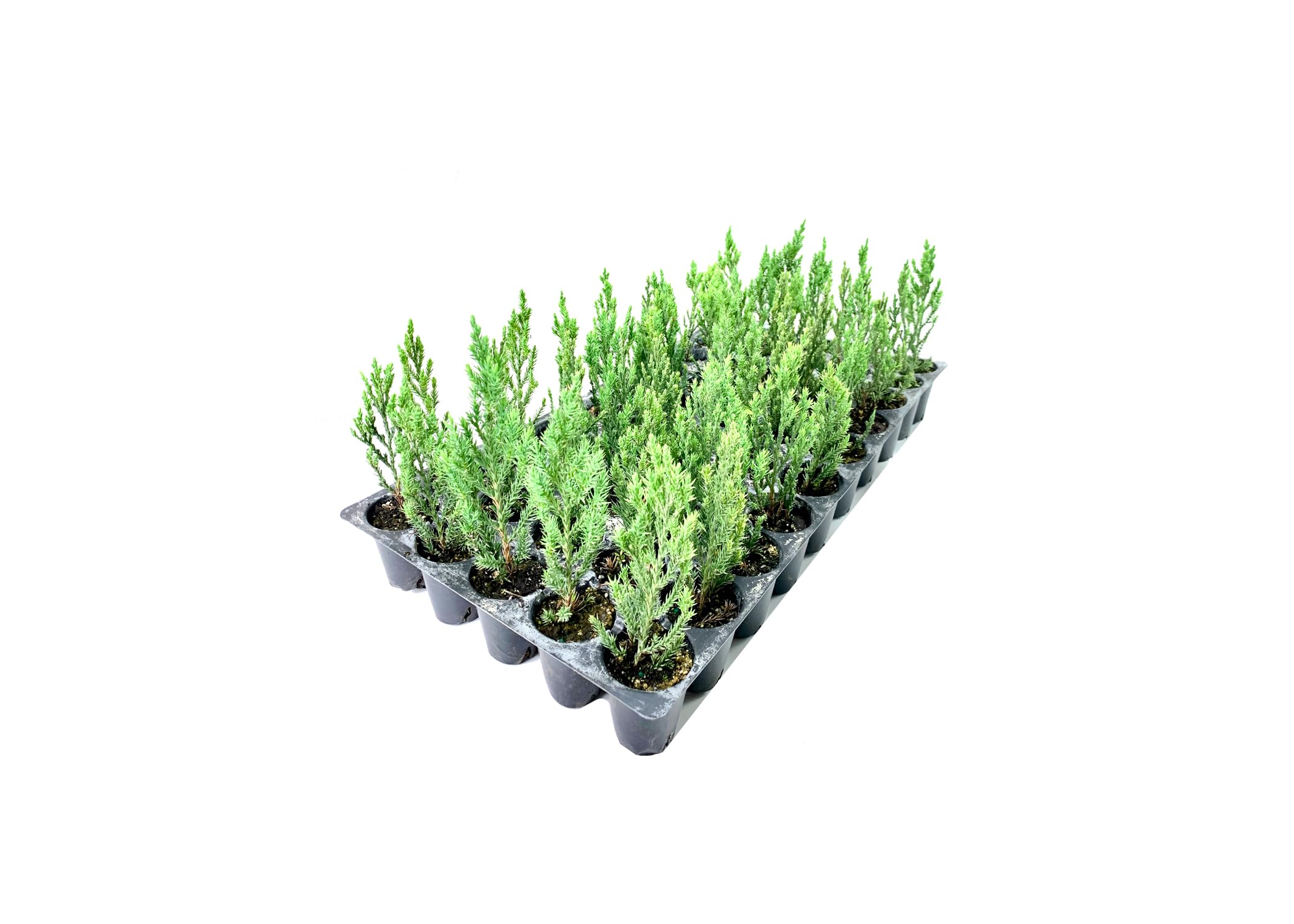 Blue Point Juniper Trees - 20 Live Evergreen Plants (Juniperus Chinensis) for Privacy Screening - Perfect for Landscaping, Hedges & Garden Borders