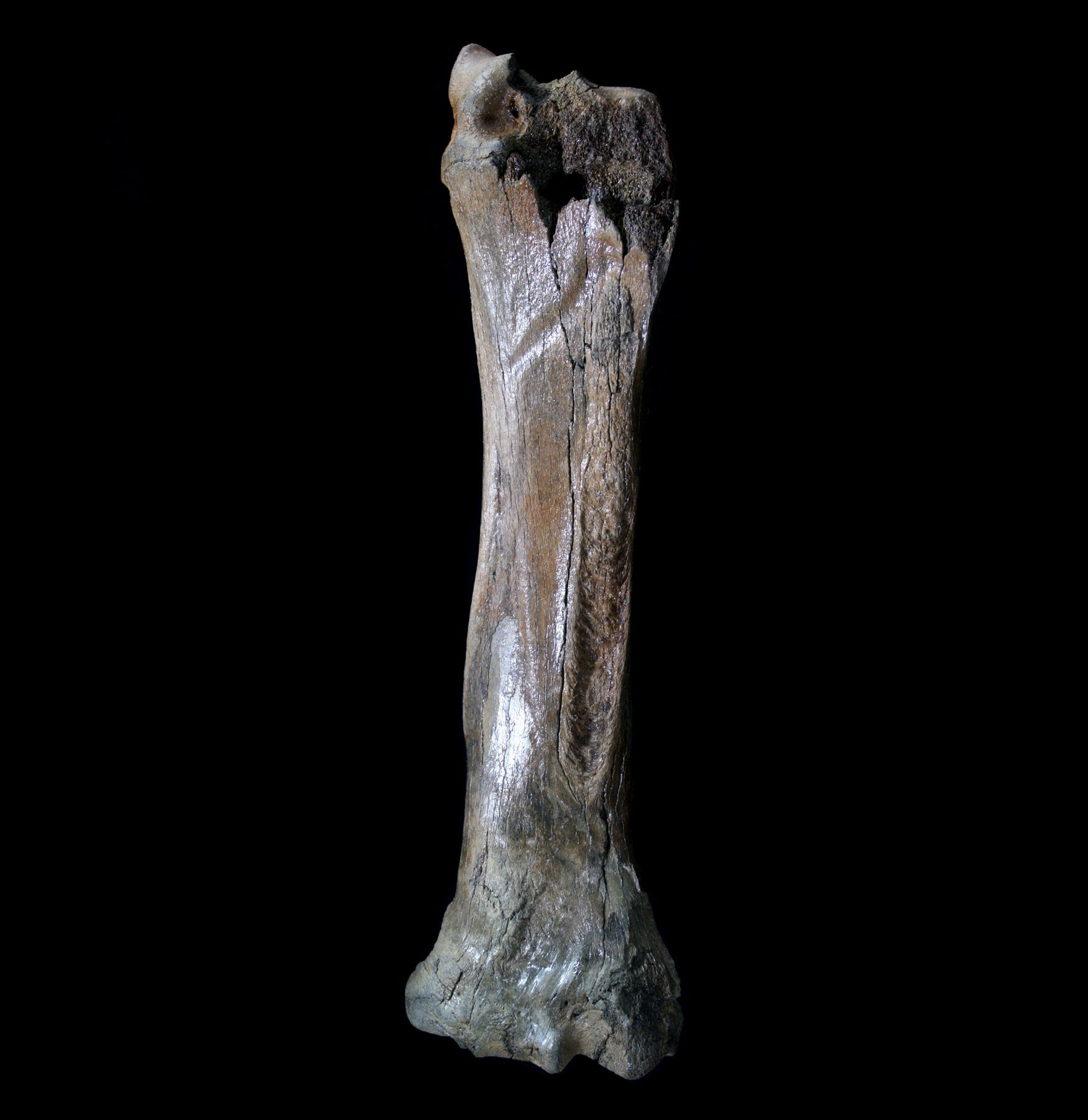 Fossilized Megaloceros Giganteus Radius - Giant Deer Fossil Bone - Authentic Ice Age Specimen for Collectors, Paleontology Study & Home Decor Display
