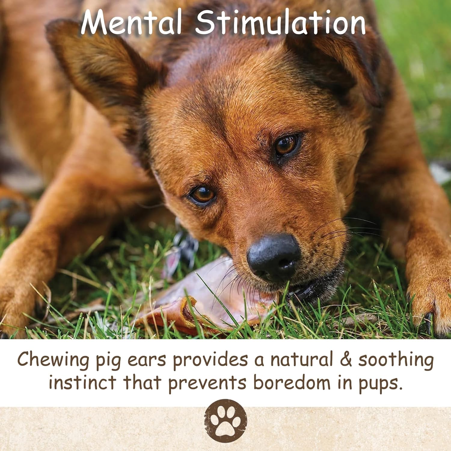 Premium 100-Pack Whole Pig Ears Dog Treats - All-Natural Single Ingredient Chews for Small, Medium & Large Breeds | Thick Uncut American-Made Dog Chews | Perfect for Training, Dental Health & Long-Lasting Entertainment (Bulk 100 Count)