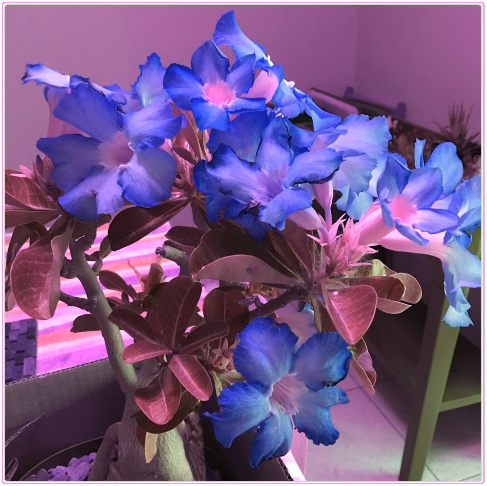 Lucky Desert Rose Bulbs (Adenium Obesum) - Bulk Flower Plant Tubers, Perennial for Pots & Gardens - Easy to Grow Indoor/Outdoor - Perfect for Home Decor, Landscaping & Gifting (1 Bulb)