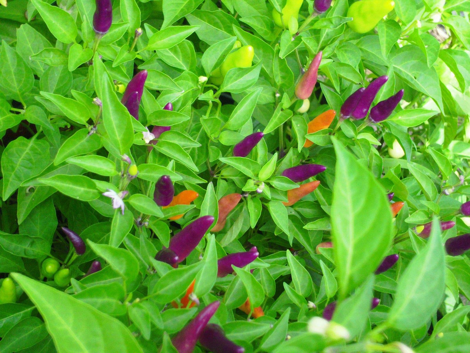 Sangria Ornamental Pepper Seeds - Non-Heat Decorative Plant, 10 Count - Perfect for Home Gardens, Landscaping & Container Planting