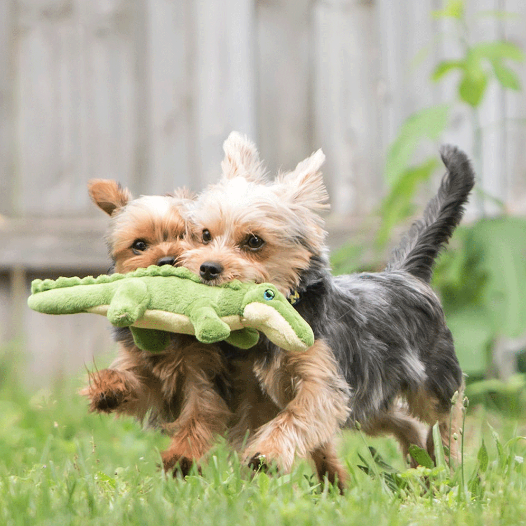Fluff & Tuff Gatorbaby Dog Toy - Durable Plush Chew Toy for Small & Medium Dogs - Perfect for Indoor Play, Outdoor Fetch & Training Sessions