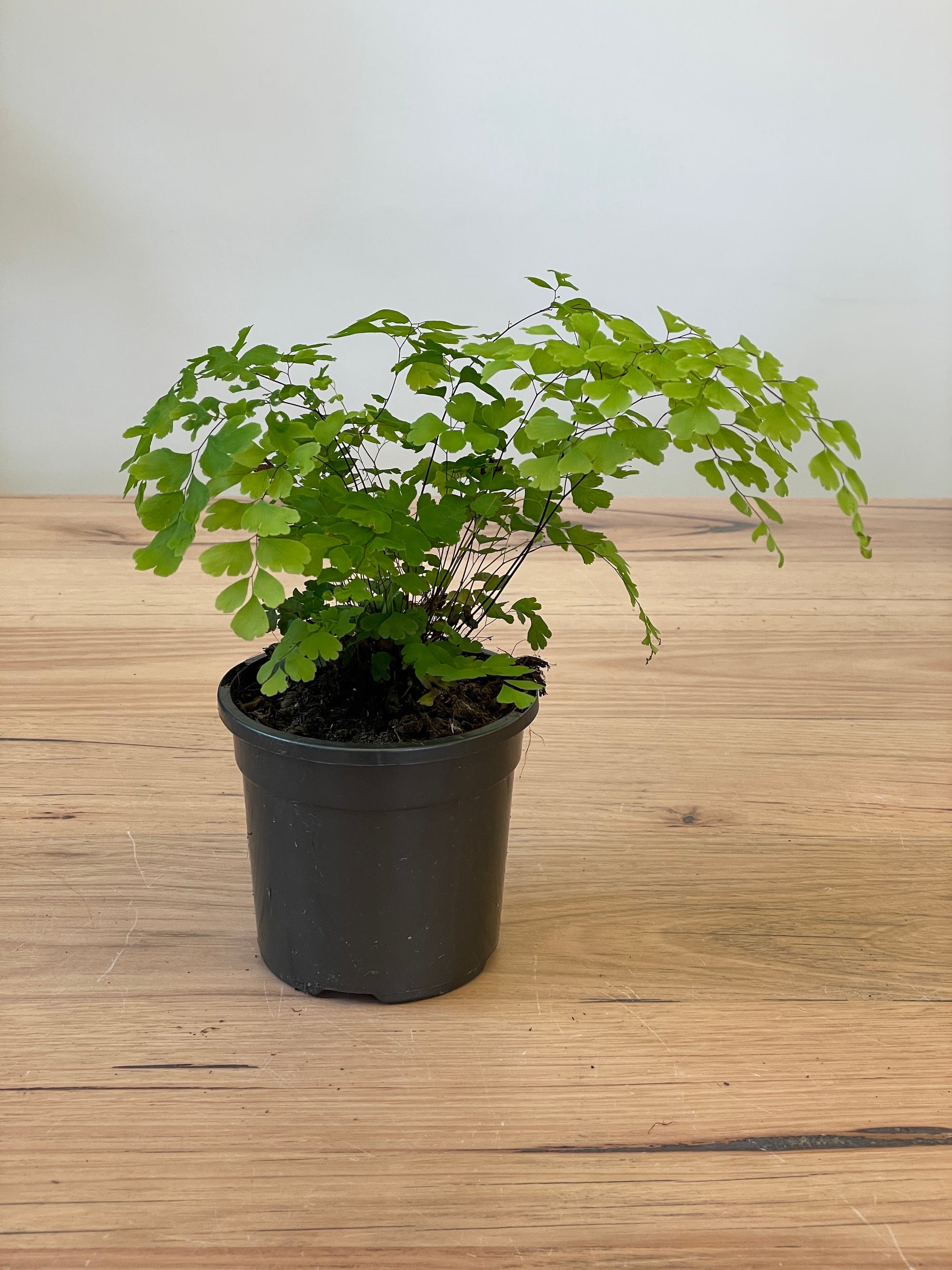 Adiantum 'Maidenhair Fern' - Live Indoor House Plant for Home & Office Decor | Perfect for Hanging Baskets, Terrariums & Low Light Spaces