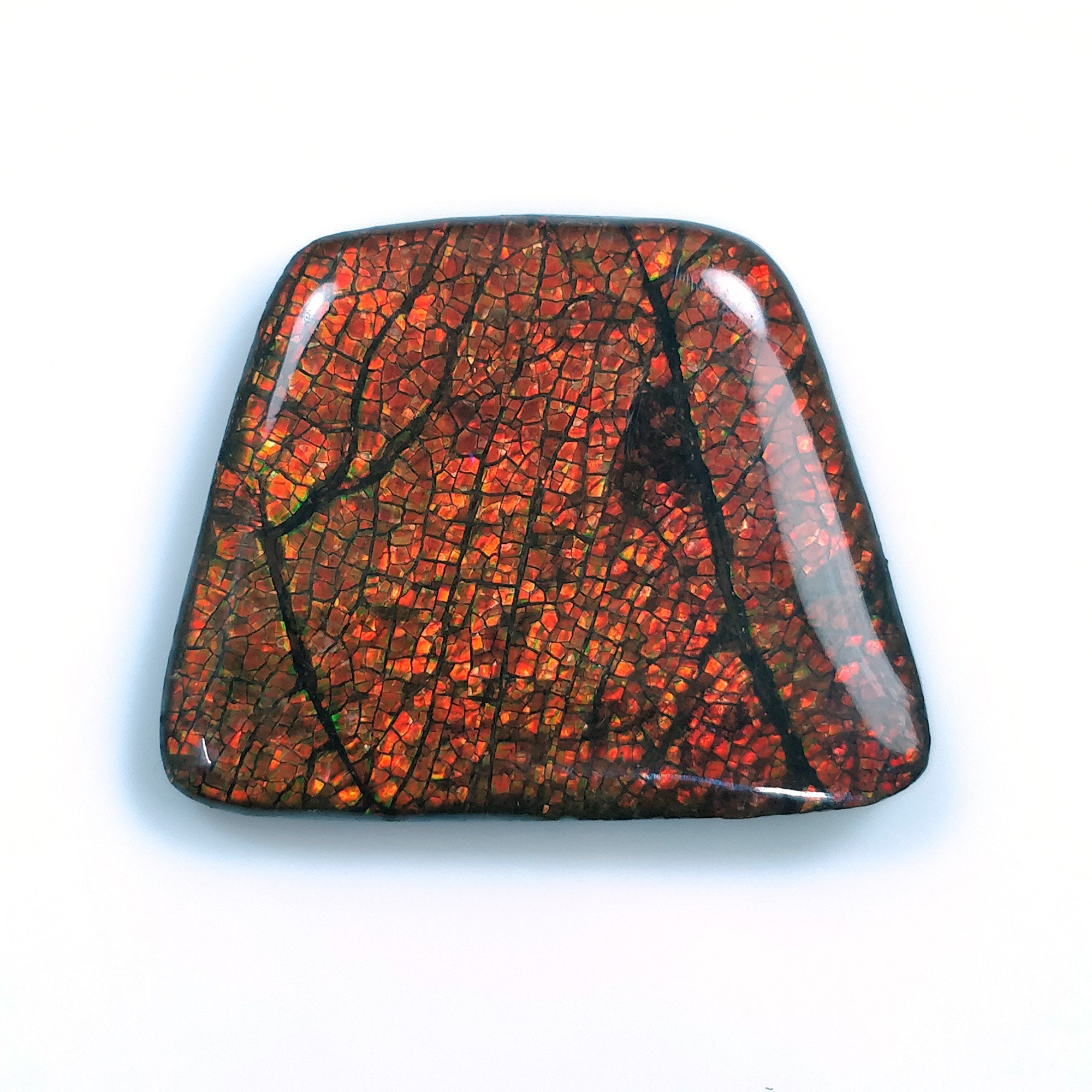 Natural AMMOLITE Gemstone Cabochon - 56.90cts Bi-Color Fossilized Shell Trapezoid Shape (29x36mm) for Jewelry Making | Rare Collectible Stone with Video | Perfect for Rings, Pendants & Earrings