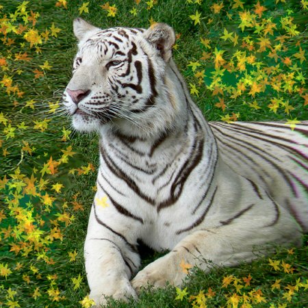 White Tiger 10x10 Inch Square Quilt by 3dRose LLC - Perfect for Home Decor, Bedding & Quilting Projects