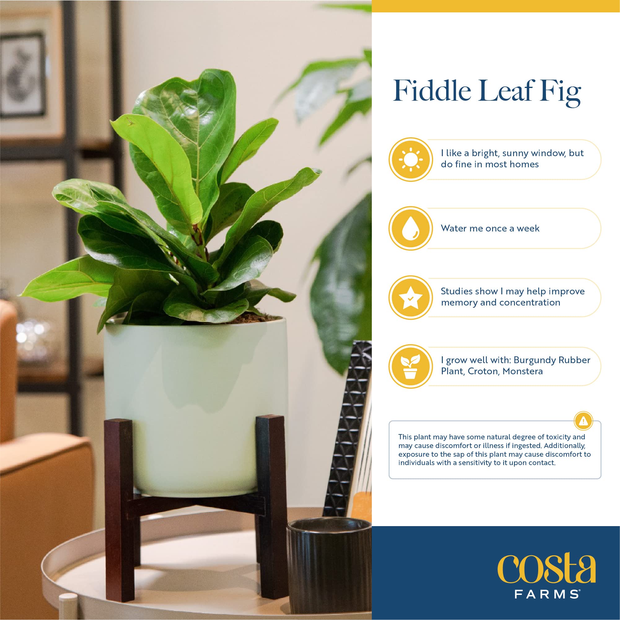Costa Farms Fiddle Leaf Fig Tree (Ficus Lyrata) - 3-4 Feet Tall Live Indoor Houseplant in Decorative Pot with Soil - Perfect for Home Decor, Office, Living Room & Bedroom - Great Gift for Housewarming, Birthday & Special Occasions