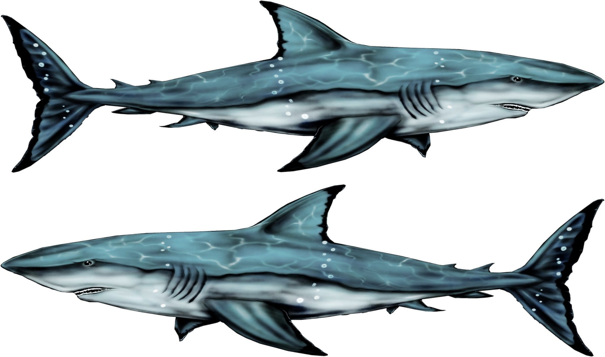 Shark Boat Graphic Decals - High-Quality Vinyl Stickers for Boats, Kayaks, Jet Skis - Waterproof & UV Resistant - Perfect for Marine Decoration & Personalization
