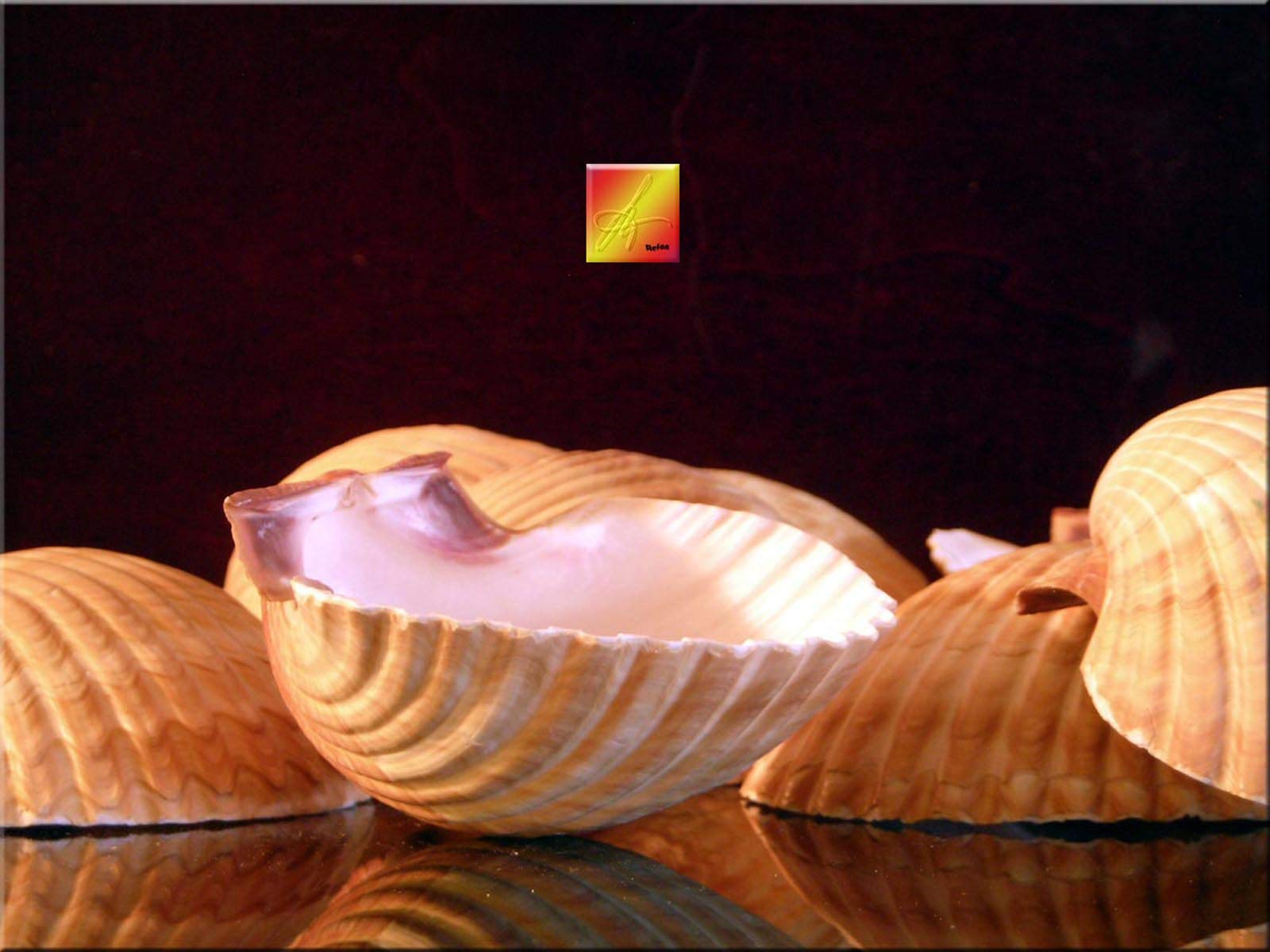 Premium Set of 6 Large Mexican Deep Scallop Shells (3