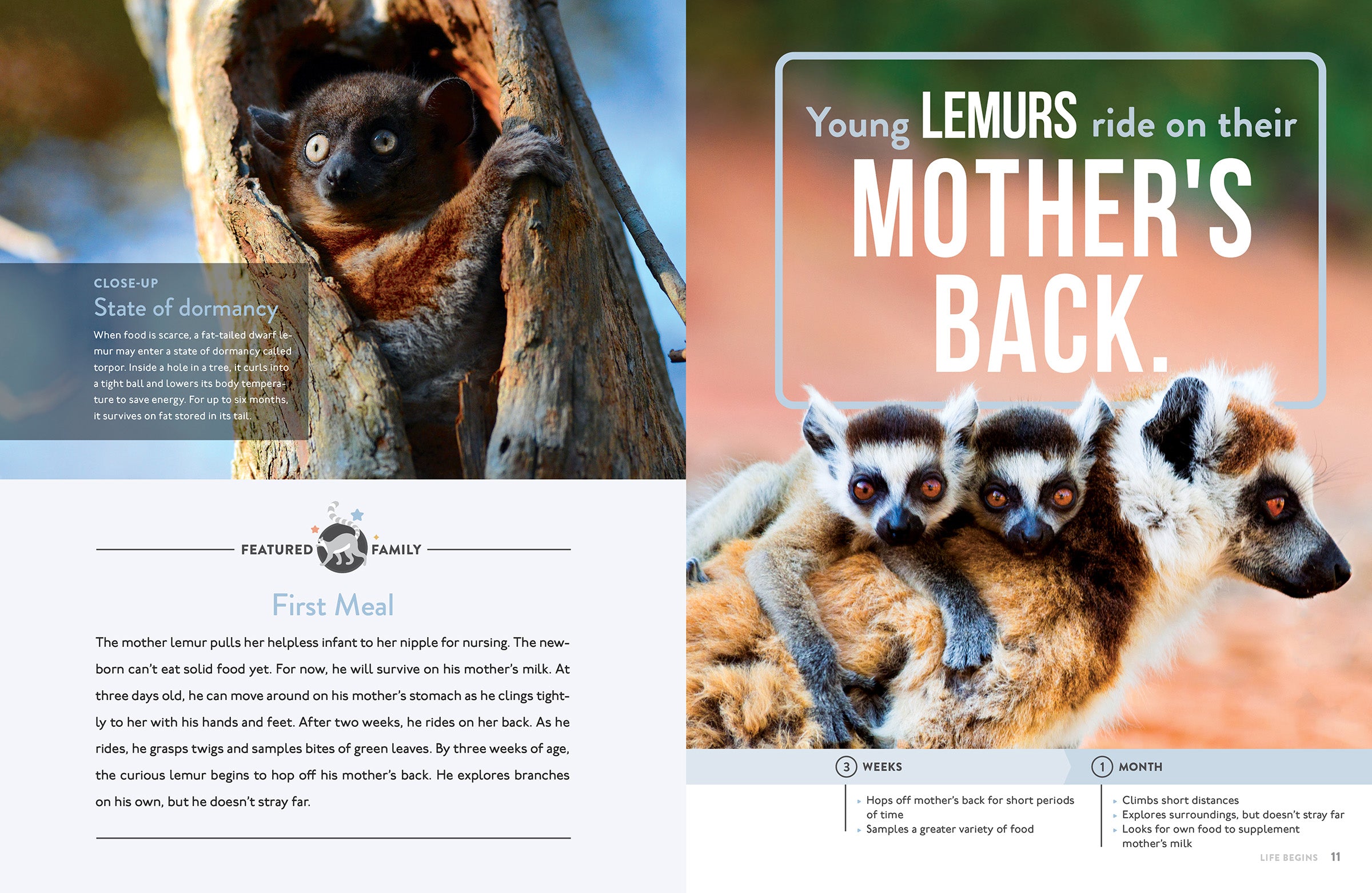 Lemur Plush Toy - Soft & Cuddly Stuffed Animal for Kids & Collectors | Perfect for Gifts, Nursery Decor & Animal Lovers