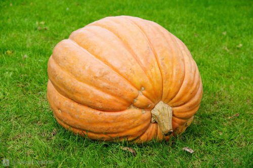 100 Big Max Pumpkin Seeds Bulk Pack (2024) - High Yield, Easy to Grow for Home Garden & Fall Decorations