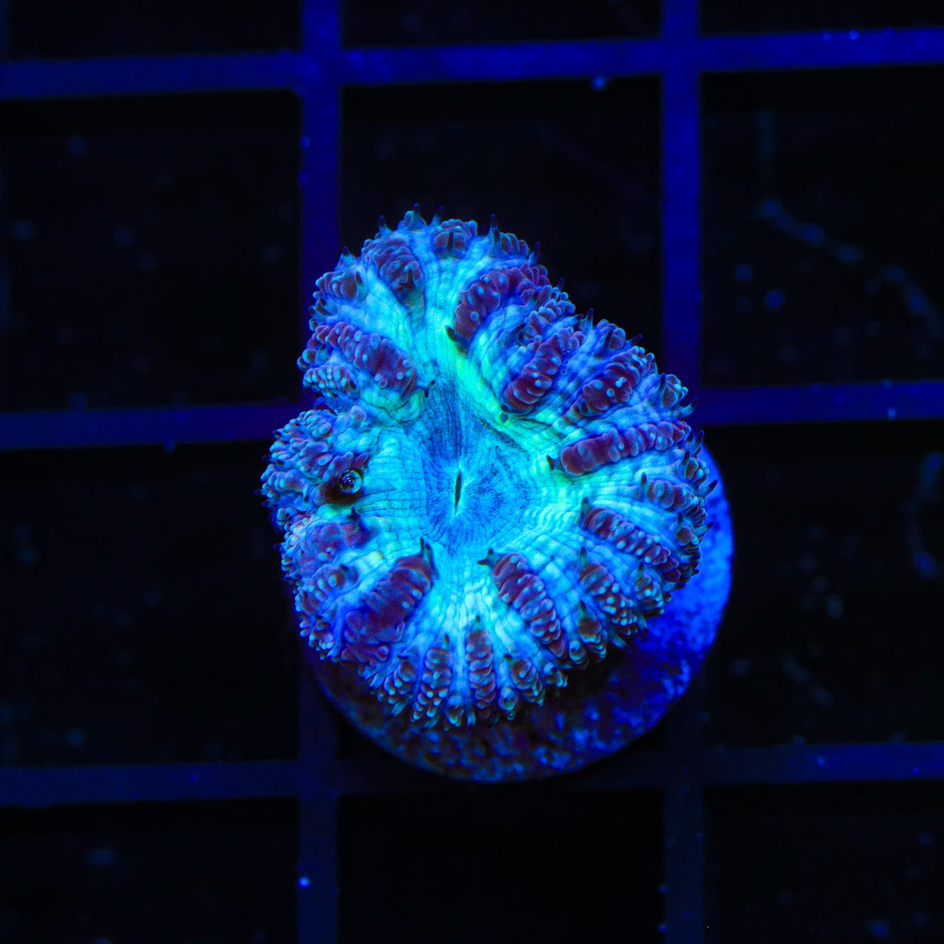 Premium Blue Raspberry Blastomussa Coral for Saltwater Aquariums - Vibrant Coral for Reef Tanks & Marine Displays