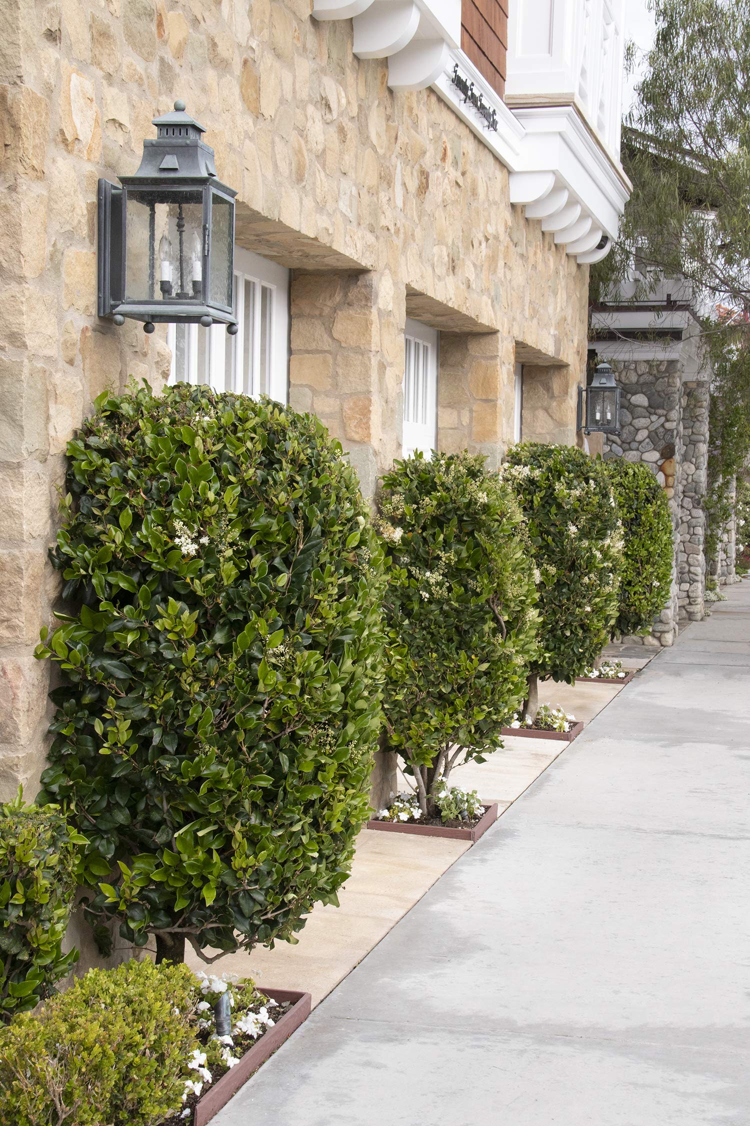 Ligustrum Waxleaf Privet - 12 Live Quart Size Plants - Evergreen Privacy Hedge for Landscaping - Perfect for Garden Borders, Fences, and Outdoor Privacy Screens