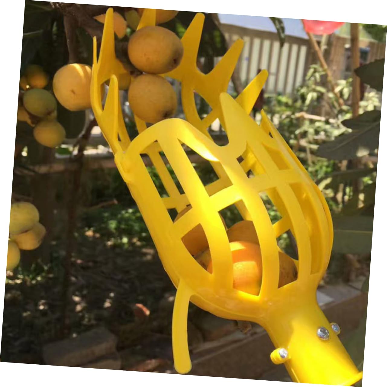Hemoton Plastic Fruit Picker Basket with Pole - Garden Harvesting Tool for Avocados, Oranges, Mangoes - Lightweight Fruit Catcher for Home Orchards & Farms (Random Color) - Perfect for Harvesting High Tree Fruits Safely