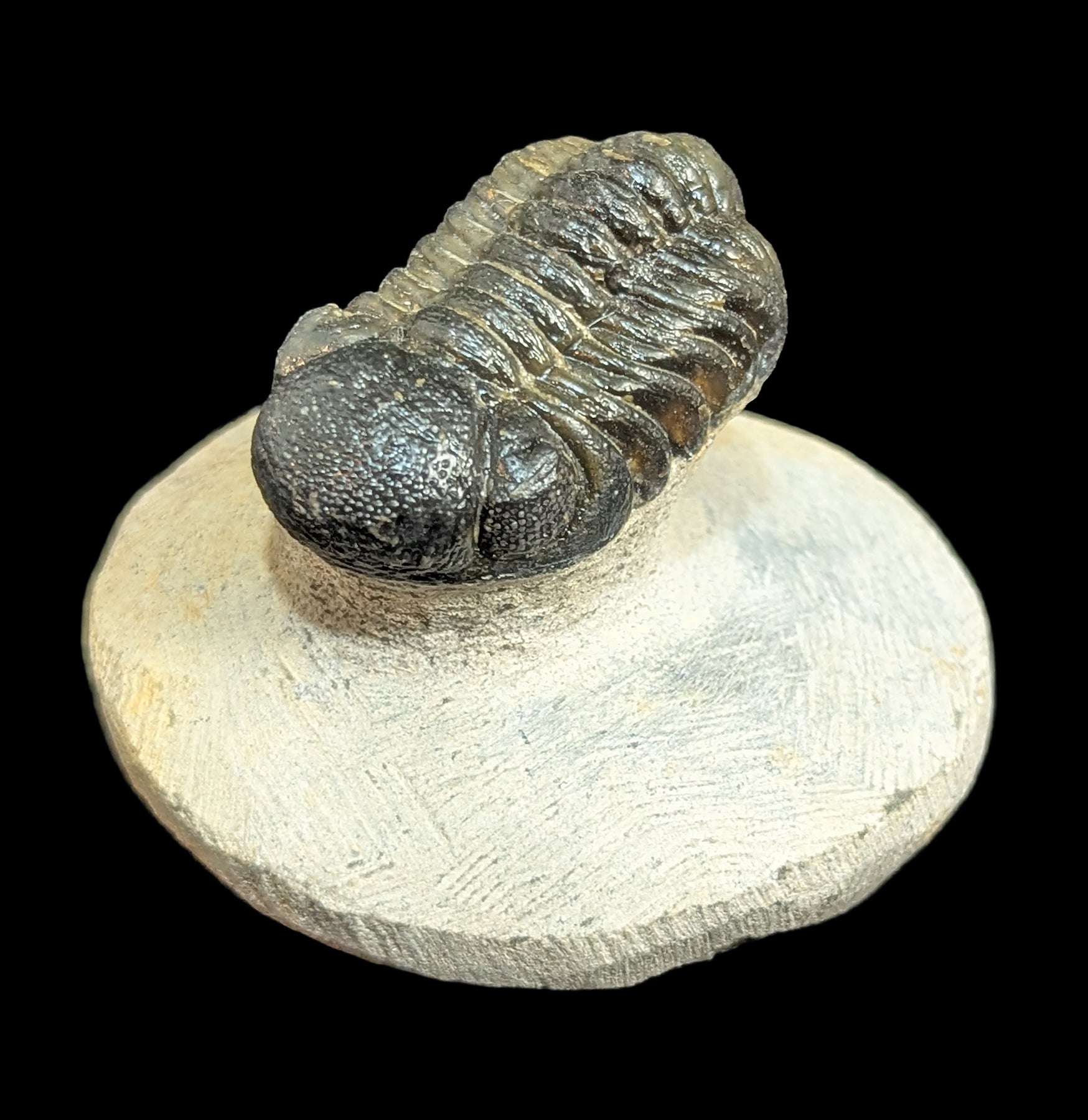 Authentic Phacops Rana Trilobite Fossil in Matrix - Rare Devonian Era Specimen for Collectors & Paleontology Enthusiasts | Perfect for Home Decor, Educational Displays & Fossil Collections