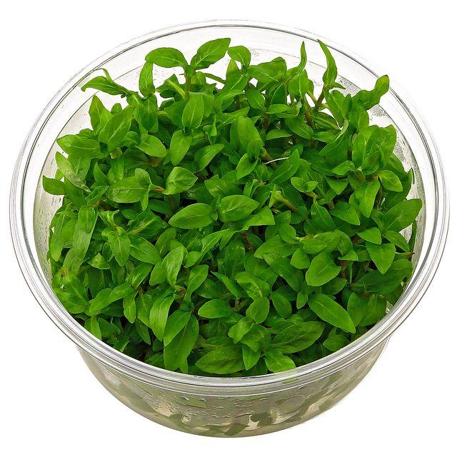 TCulture Staurogyne Repens Live Aquarium Plants (TC Cup) - Perfect for Freshwater Fish Tanks, Aquascaping & Low-Tech Planted Aquariums