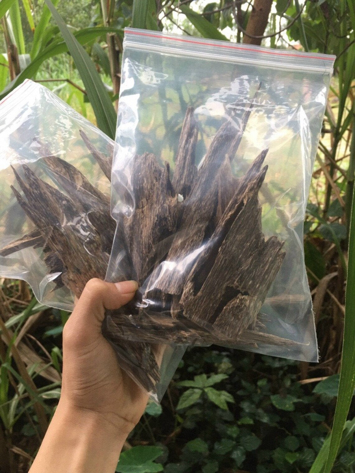 Premium Wild Agarwood Chips - 100% Natural Aloeswood Incense from Vietnam (Grade A++) | 10g Pure Oud Wood for Meditation, Aromatherapy & Spiritual Healing | Directly Sourced from Quang Nam Province