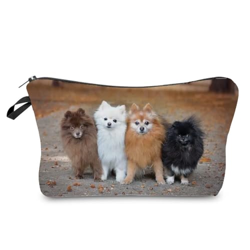 Pomeranian 02