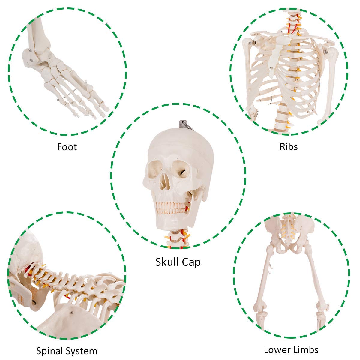 HAPPYGRILL 5.9FT Human Anatomical Skeleton Model - Life Size Full Body Skeleton with Rolling Stand for Medical Teaching, Halloween Decor, and Science Classroom Display