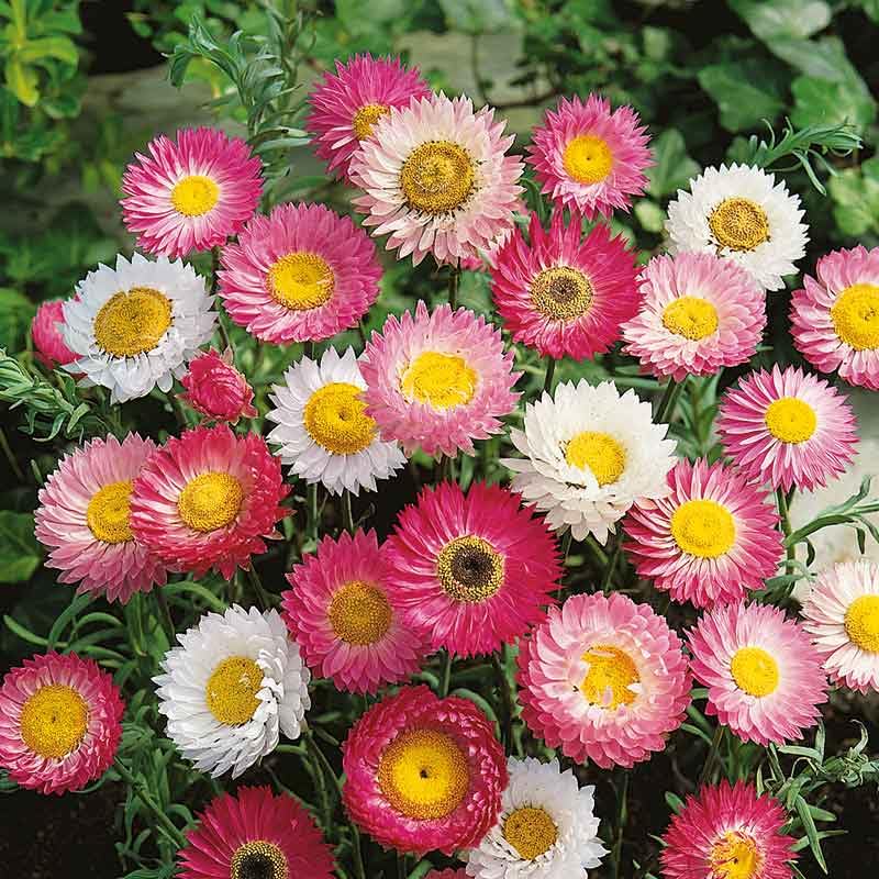 Eden Brothers Daisy Seeds (Paper) - Giant Flowered Mix for Planting | Beautiful Garden Flowers for Landscaping, Borders & Cut Flower Arrangements