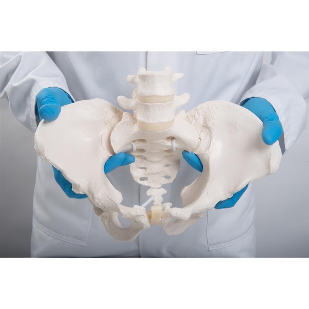 Flexible Female Pelvic Skeleton Model - Anatomically Accurate Medical Teaching Tool for Childbirth Education, Physical Therapy & Nursing Training