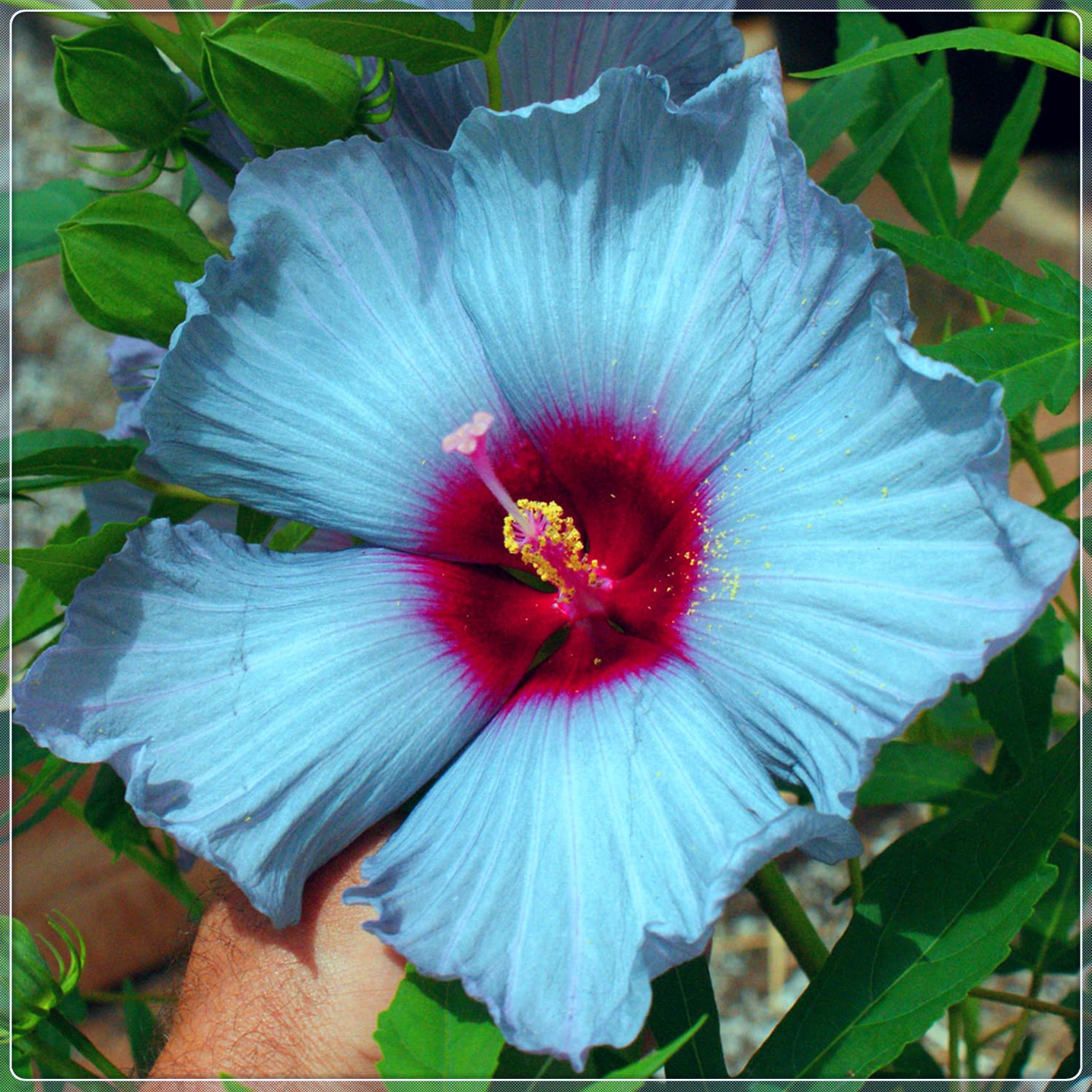 3-Pack Hardy Perennial Hibiscus Plants - Ready to Grow in Flower Pots, Year-Round Blooming Hibiscus for Home Garden, Patio & Landscaping - Perfect Gift for Plant Lovers (Small Size)