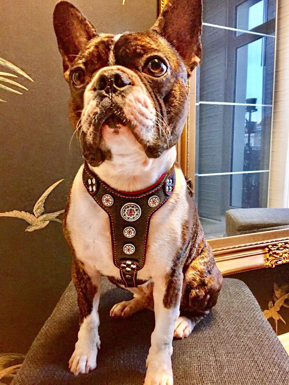 Bestia Bijou Genuine Leather Studded Dog Harness for Small to Medium Breeds - Durable & Stylish Pet Accessory for Walking, Training, and Outdoor Adventures