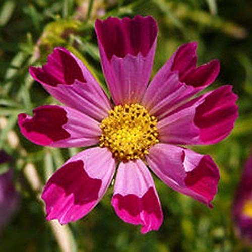 Heirloom Cosmos 'Sea Shells' Seeds - Non-GMO, 25+ Seeds for Vegetable, Fruit, Herb & Flower Gardens | Perfect for Home Gardening, Landscaping & Pollinator-Friendly Gardens