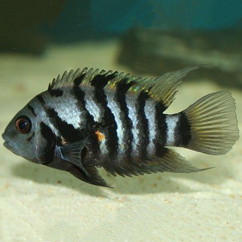 Convict Cichlid Fish (Amatitlania Nigrofasciata) - Live Freshwater Aquarium Fish for Home & Office Tanks